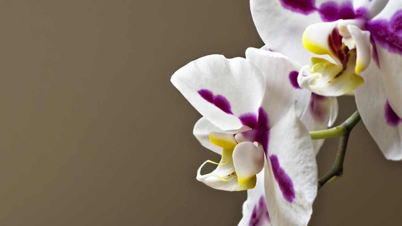 Ilustrasi bunga anggrek Phalaenopsis