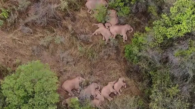 Kawanan Gajah Tidur Siang