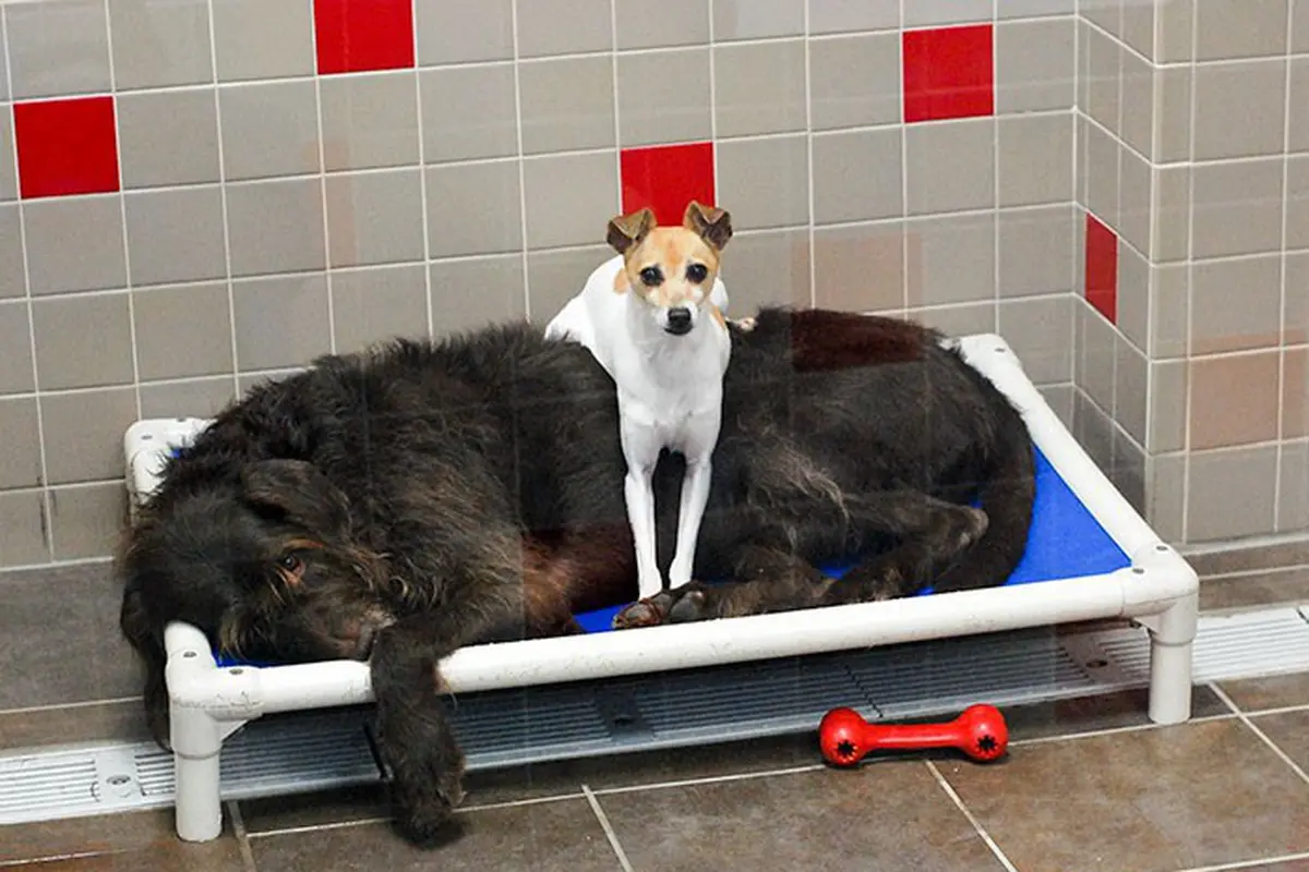 [Bintang] Anjing 