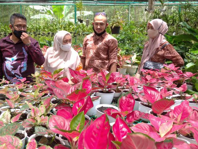Janda Bolong Dan Aglonema Lipstik Bakal Makin Moncer Di Batam Regional Liputan6 Com