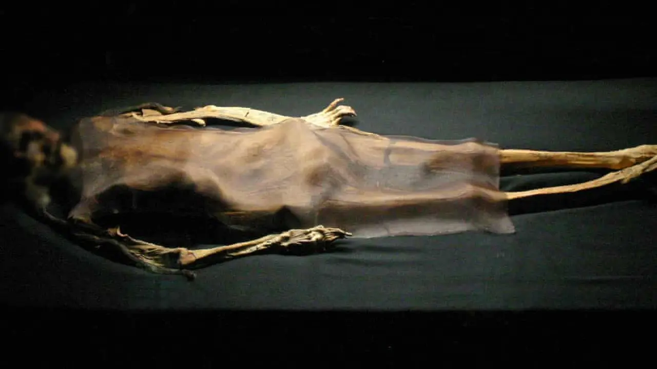 Mumi Lady of Cao ditemukan di Peru. (Wiese Foundation)