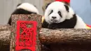 Seekor anak panda yang lahir pada tahun 2019 bermain di dekat dekorasi untuk menyambut Tahun Baru Imlek di tempat perlindungan Shenshuping di Cagar Alam Nasional Wolong, provinsi Sichuan, Jumat (20/1/2020). Imlek 2020 atau tahun baru Cina 2571 jatuh pada 25 Januari mendatang. (STR / AFP)