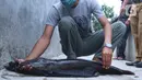 Seorang warga memperlihatkan ikan lele hasil budidaya di Tangerang, Jumat (6/11/2020). Pemerintah setempat bersama warga memanfaatkan lahan untuk bubidaya ikan lele guna menggerakan ekonomi masyarakat di masa pandemi COVID-19. (Liputan6.com/Angga Yuniar)