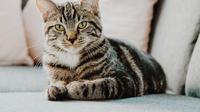 Ilustrasi Kucing Credit: pexels.com/Erik