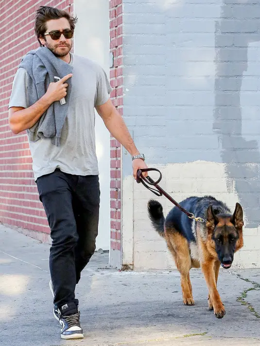 Jake Gyllenhaal terlihat tengah mengajak anjingnya yang berjenis German Shepherd, Atticus, berjalan-jalan di Los Angeles. (Bauer-Griffin/GC Images/USMagazine)