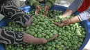 Sebuah keluarga Palestina memilah zaitun memilah buah zaitun selama musim panen di sebuah kebun zaitun di Khan Younis, Jalur Gaza Selatan pada 6 Oktober 2019. Musim panen buah zaitun adalah kesempatan untuk memperoleh uang di tengah kondisi hidup dan ekonomi menyedihkan. (SAID KHATIB/AFP)