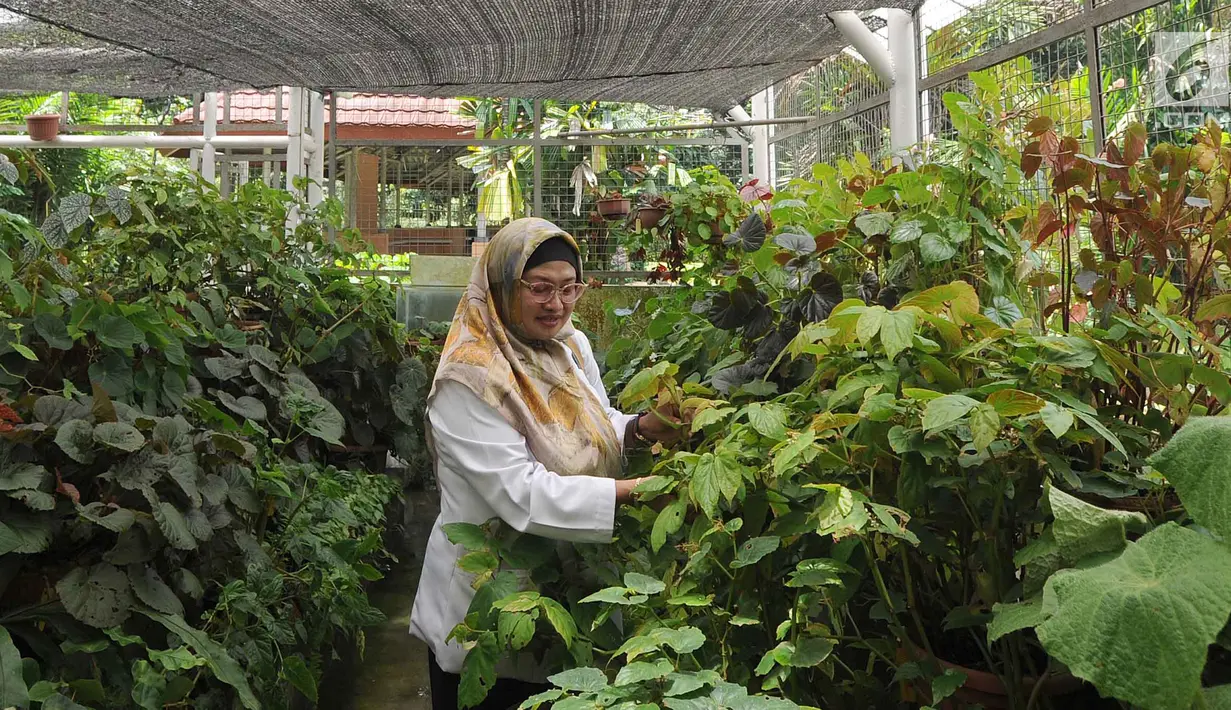Peneliti tanaman Begonia Hartutiningsih melakukan proses adaptasi Begonia yang dikumpulkan dari hutan-hutan di Indonesia untuk dijadikan tanaman komersil pada rumah kaca di Kebun Raya, Bogor, Senin (25/2). (Merdeka.com/Arie Basuki)