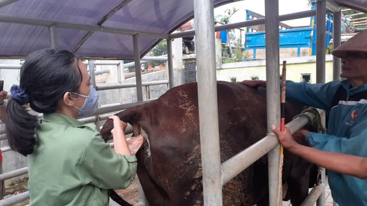 Petugas lakukan pengecekan terhadap sapi di Pasar Hewan