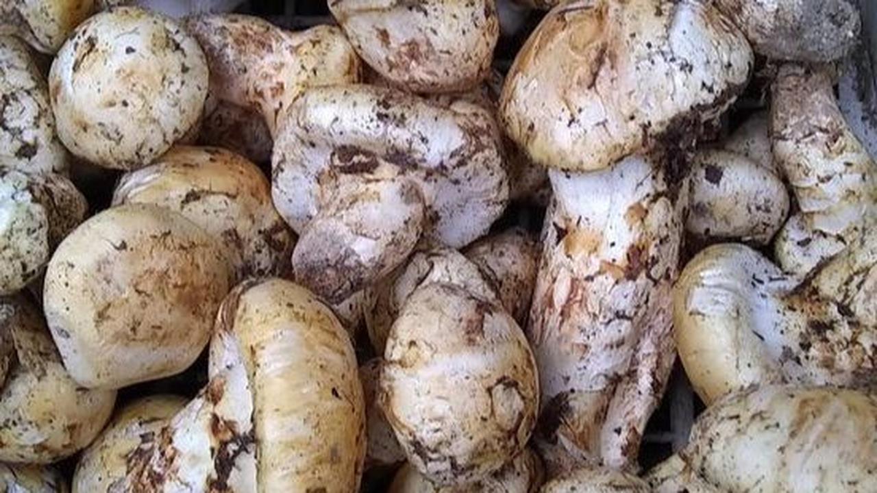 Harga Jamur Matsutake
