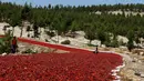 Petani memeriksa cabai yang tengah dijemur di jalan raya di Provinsi Kilis, Turki (29/8). Jalan raya di Provinsi Kilis berubah menjadi merah akibat penuh dengan cabai yang dijemur oleh petani. (REUTERS/Umit Bektas)