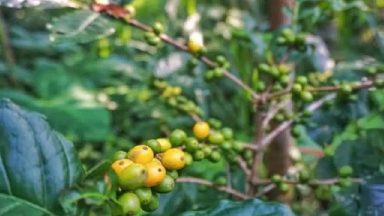Jaga Kualitas Produksi Kopi Pengendalian OPT Dilakukan Sejak dari Pembenihan