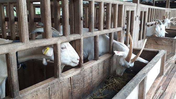 Peternakan kambing Saanen di Karangpucung, Cilacap, Jawa Tengah. (Foto: Liputan6.com/Muhamad Ridlo)