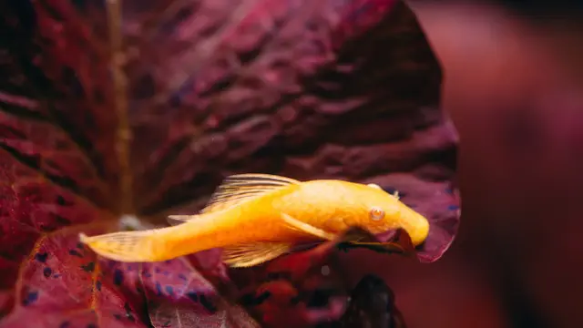 Ikan sapu-sapu