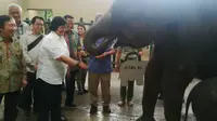 Nama dari Bu Menteri untuk Bayi Gajah Sumatera Lucu di Bogor