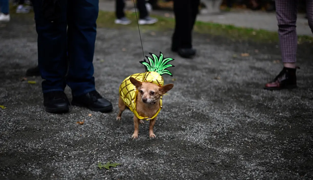 Seekor anjing mengenakan kostum ala nanas saat menghadiri Tompkins Square Halloween Dog Parade di Manhattan, New York City, Amerika Serikat, Minggu (20/10/2019). (Johannes EISELE/AFP)