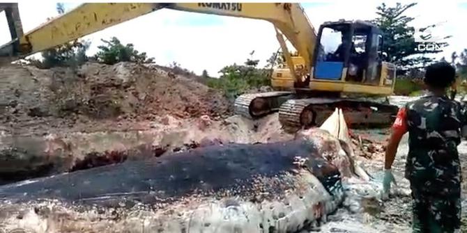 VIDEO: Penguburan Bangkai Paus Biru 18 Meter di Maluku