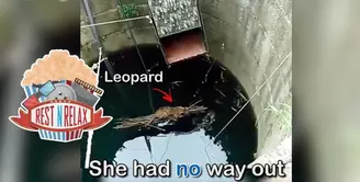 Penyelamatan Macan Tutul yang Terjebak di dalam Sumur