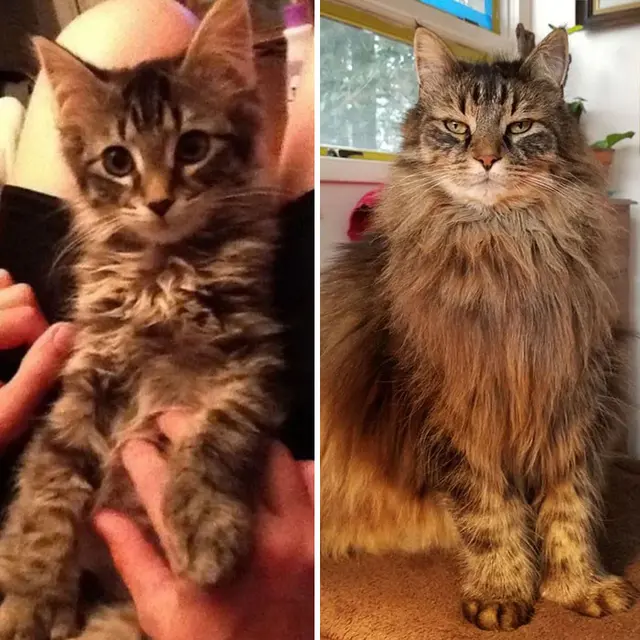 Glow Up, 10 Potret Perbandingan Kucing Dulu VS Sekarang.