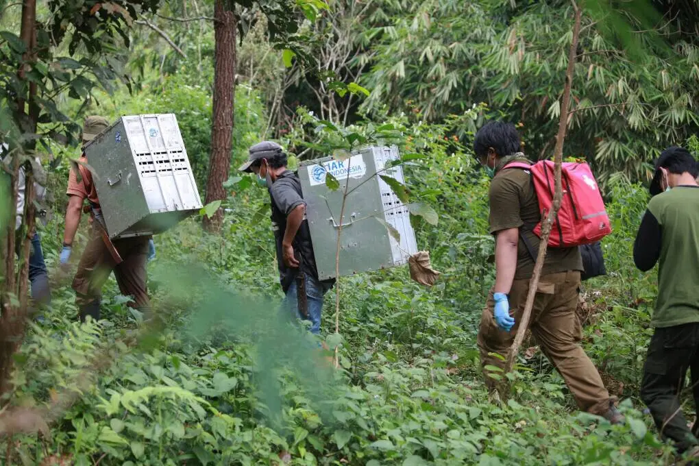 Belasan kukang Jawa itu merupakan hasil sitaan dari pedagang satwa liar online. Jumlah pedagang itu semakin bertambah tiap tahunnya. (Liputan6.com/Panji Prayitno)