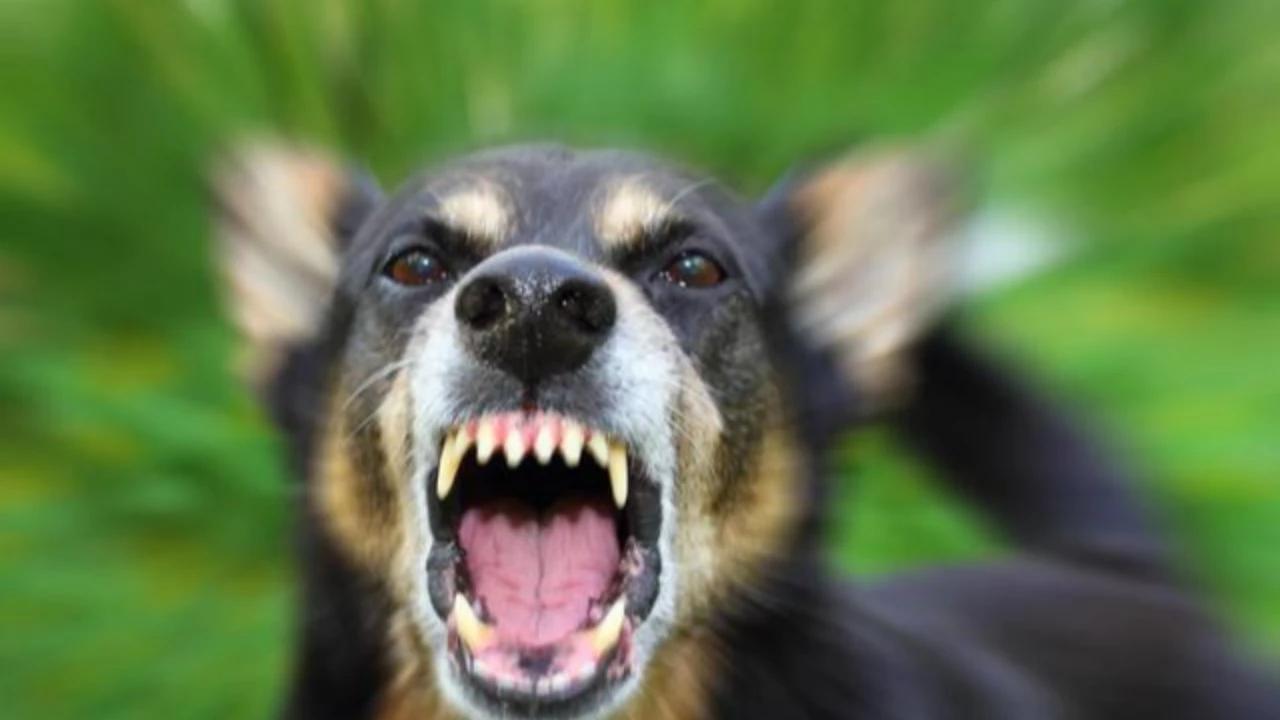 DPR Usul Ada Regulasi Nasional Melarang Perdagangan Daging Anjing-Kucing