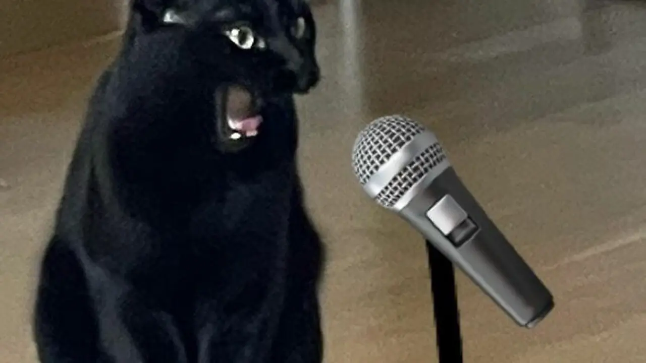 Tak Selalu Seram, 7 Tingkah Kucing Hitam ini Justru Menggemaskan