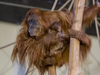 Foto ini diambil pada 28 Januari 2022, menunjukkan bayi orangutan berada di pelukan induknya Putri, di kandang mereka di Kebun Binatang Amneville di Amneville, Prancis timur. Bayi orangutan tersebut lahir pada 22 Januari lalu. (JEAN-CHRISTOPHE VERHAEGEN / AFP)