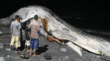 Orang-orang mengamati bangkai paus bungkuk yang muncul di pantai Las Flores di La Libertad, El Salvador, Jumat (5/11/2021). Ini adalah kedua kalinya tahun ini seekor paus bungkuk ditemukan mati di sebuah pantai di El Salvador. (Sthanly ESTRADA / AFP)
