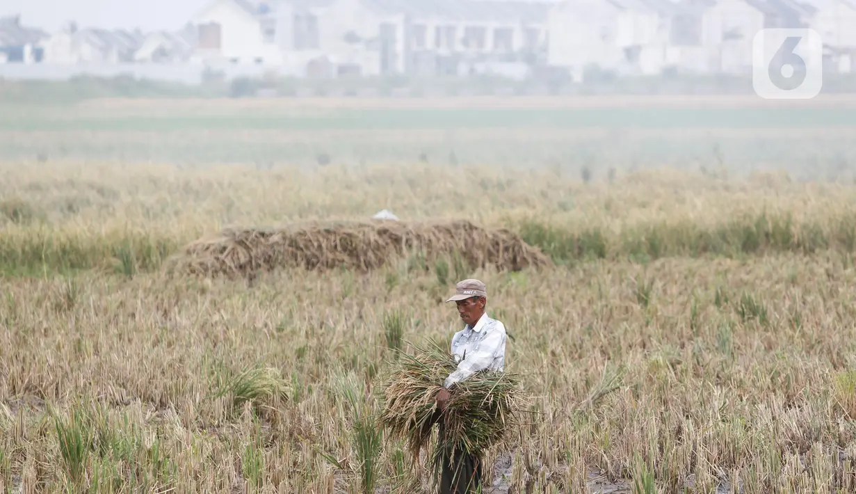 Petani mengumpulkan padi hasil panen di Kabupaten Tangerang, Banten, Jumat (16/7/2021). Badan Pusat Statistik (BPS) mencatat nilai ekspor sektor pertanian pada bulan Juni 2021 mengalami kenaikan, yakni sebesar 33,04 persen (M-to-M) atau sebesar 15,19 persen secara (Y-on-Y). (Liputan6.com/Angga Yuni