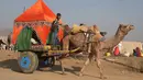 Seorang anak laki-laki India mengendarai sebuah gerobak berhias yang ditarik oleh unta saat mengikuti pameran Unta Pushkar di Pushkar, India (26/10). Pameran Unta Pushkar atau Pushkar Fair ini digelar setiap tahun.  (AFP Photo/Dominique Faget)