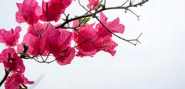 Bunga Bugenvil (Sumber: Abishek Subba/Unsplash.com)