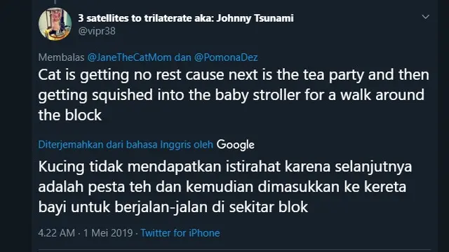Ternyata Tidak Hanya Anak Kecil, Kucing Akan Mengantuk Ketika Dibacakan Dongeng