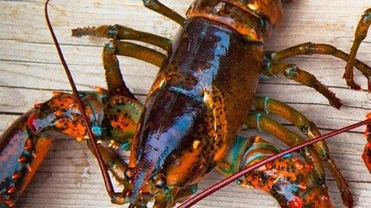 6. Lobster Laut Dalam<br>