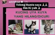 Kucing Uya Kuya Hilang Usai Penjarahan, Sherina Munaf: Jangan Ada yang Coba Jual!