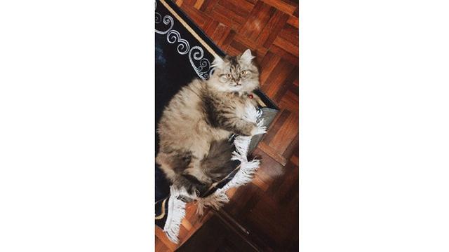 6 Potret Lucu Kucing Temani Salat Tarawih, Bikin Gemas