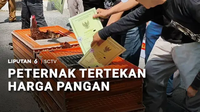 Peternak Tertekan Harga Pakan