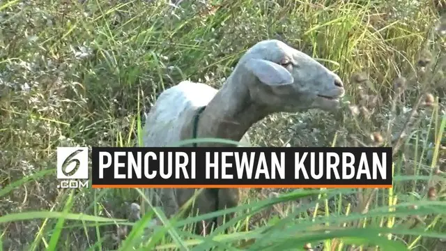 VIDEO: Jelang Idul Adha Pencuri Hewan Kurban Berkeliaran