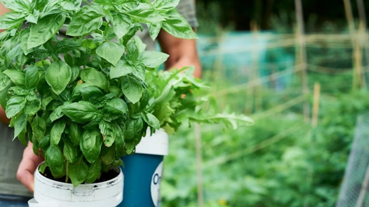 7 Tanaman Dapur Cepat Panen untuk Kebun Mini, Hemat Belanja Harian