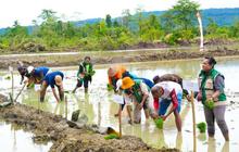 Pemerintah Dorong Swasembada Beras Papua Demi Kesejahteraan Petani