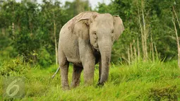 Gajah Sumatera sedang mencari makan di Sebokor, Ogan Komering Ilir, Sumatra Selatan, (25/3). Gajah Sumatra ini didatangkan dari Pusat Latihan Gajah (PLG) Padang Sugihan. (Liputan6.com/Gempur M Surya)