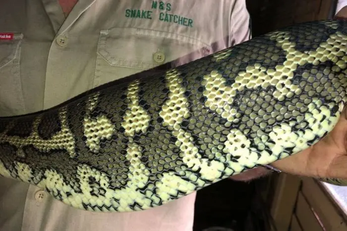 Seekor ular piton karpet (Morelia spilota) menelan sebuah sandal milik seorang pria di Queensland, Australia. (N&S Snake Catcher)