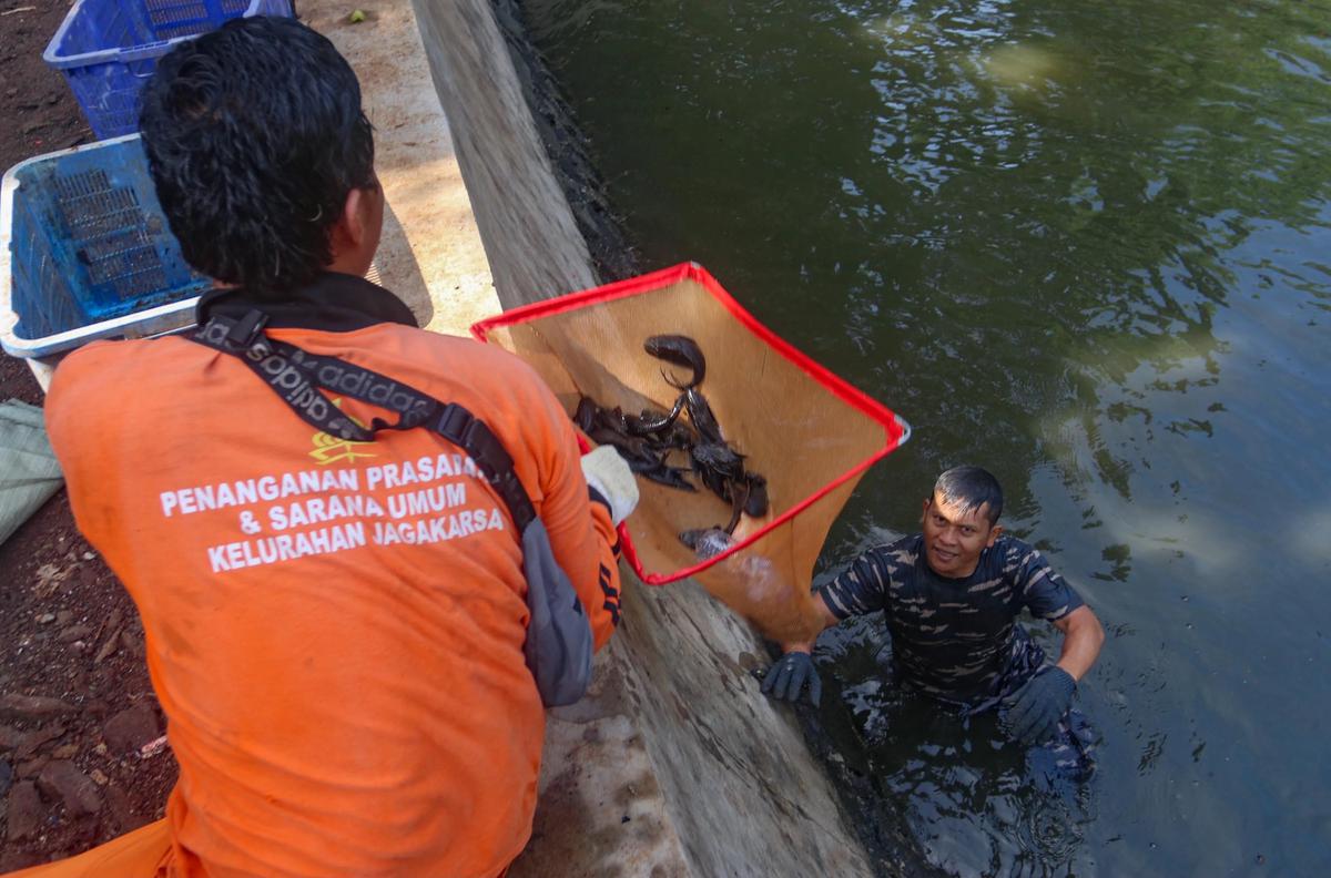 FOTO: TNI AL Bantu  Memusnahkan Ikan Sapu Sapu di Setu babakan