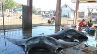 2 Ekor pari Manta dengan lebar masing-masing sekitar 2,5 meter itu siap dilelang bersama puluhan ekor hiu. (Liputan6.com/Hans Bahanan)