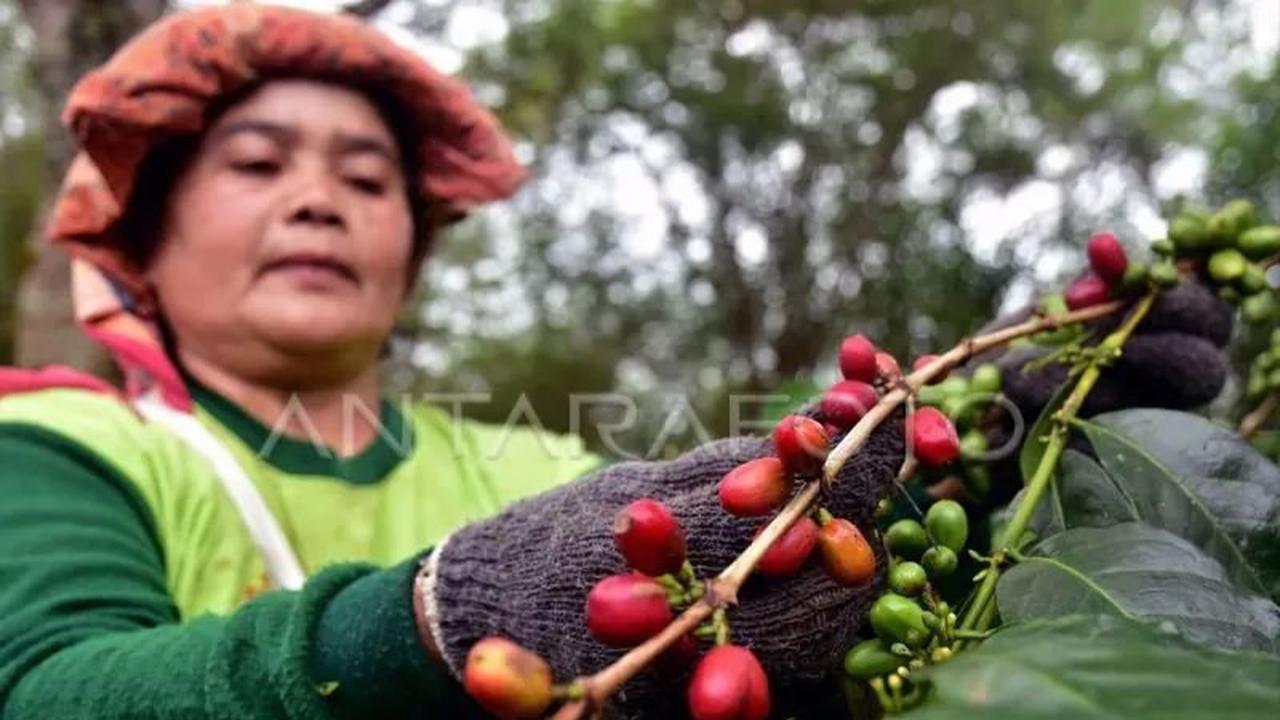 Banjir Bandang Rusak 12 Ribu Hektare Kebun Kopi Aceh Tengah, Ribuan Warga Terdampak