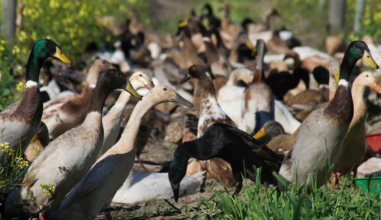 Ini Pasukan Bebek Pembasmi Hama Kebun Anggur Di Afrika Selatan Foto Liputan6 Com