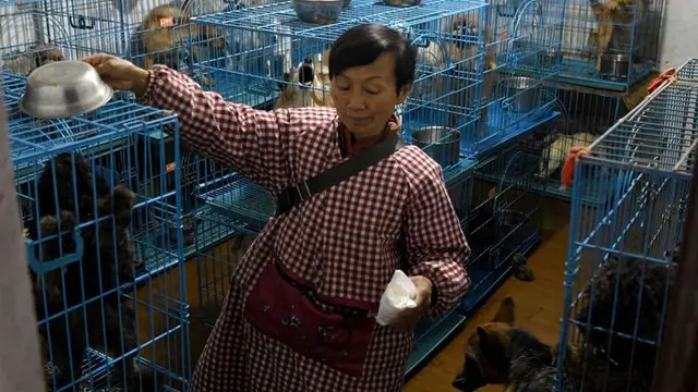 Wen Junhong (68) memiliki sebuah rumah dua lantai dan setiap kamar ditumpuk dengan sangkar anjing, kucing dan hewan lainnya (AFP)