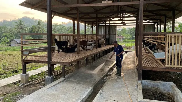 Model Kandang Ternak dengan Jalur Pembersihan yang Praktis