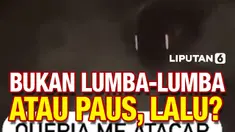Penampakan Hewan Aneh