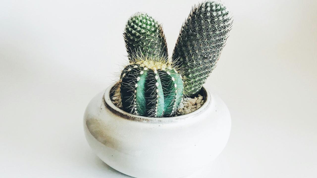 Kaktus
