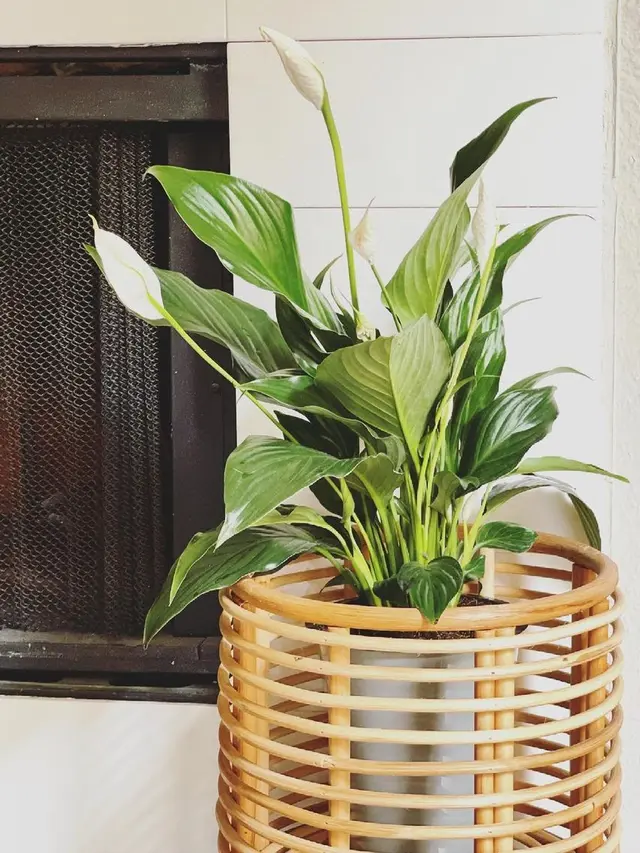 10 Tanaman Cantik yang Mudah untuk Ditanam di Rumah