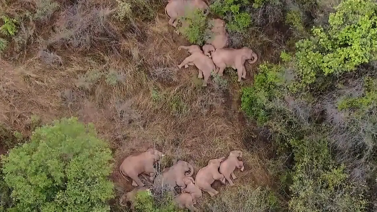 Kawanan Gajah Tidur Siang